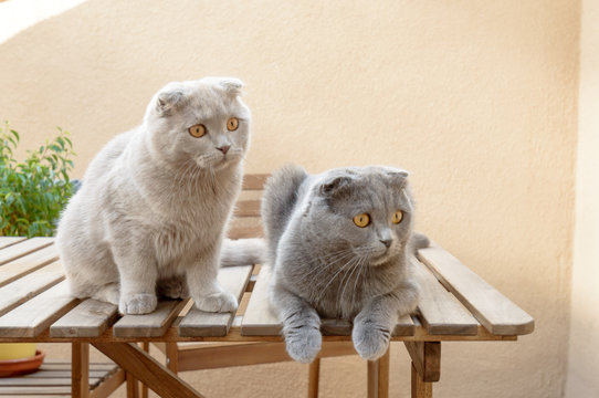 Two Scottish Fold cats