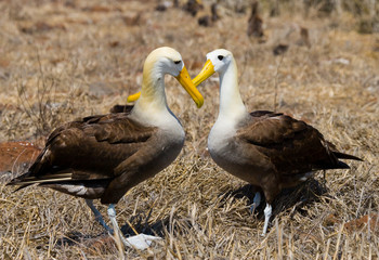 Two albatross sitting on a nesting. Close-up. Galapagos. An excellent illustration.