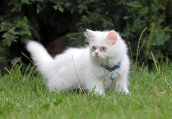 Naklejka na ściany i meble White persian cat in green grass