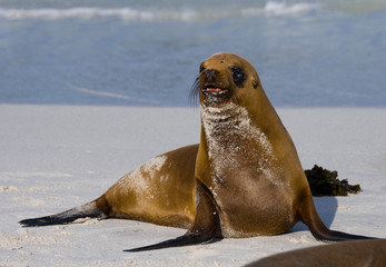Fototapeta premium Sea lion on the beach. Sitting in full growth. Galapagos. perfect illustration.