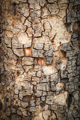 Bark of Tree