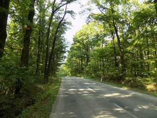 Fototapeta na wymiar Asphalt road in forest