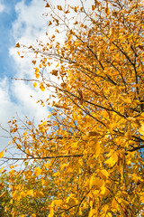 Closeup of yellowed leaves of a tall tree