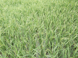 Rice seedlings in the Rice fields