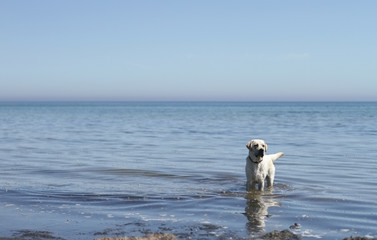 a yellow labrador retriever stays in shallow sea water