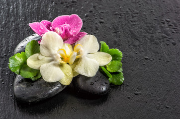Fototapeta na wymiar Fresh orchid flowers with water drops and black stones
