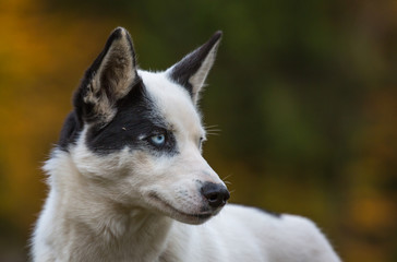 portrait de chien husky