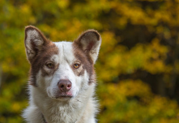 portrait de chien husky