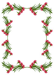 carnation isolated on white background