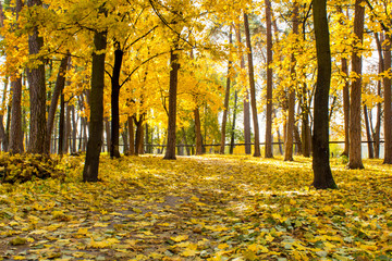 Парк в городе в осень © poninka