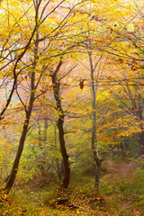 Fototapeta na wymiar foggy day in a colorful autumn forest, selective focus