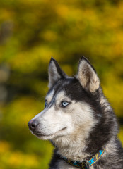 portrait de chien husky