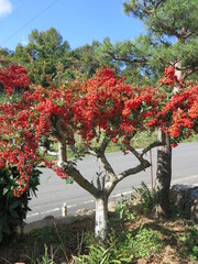 ピラカンサス（たちばなもどき、ときわさんざし）
