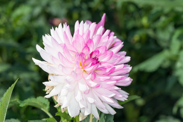 Obraz premium Pink dahlia