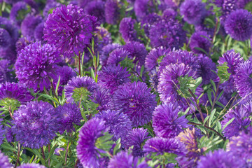 Purple asters