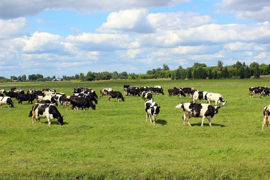 коровы в поле
