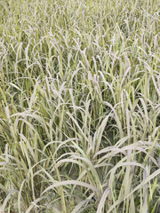  Black sticky rice field
