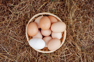 eggs in the basket