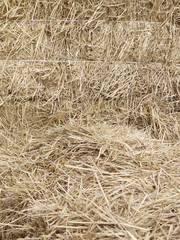 bunches of hay under sunny