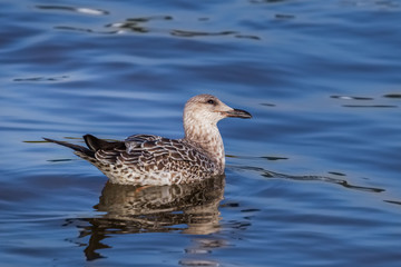  Heuglin's Gull (Larus heuglini) look at the sky for the enemiesd