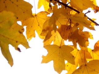 autumn golden leaves