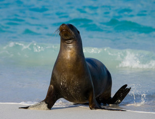 Naklejka premium Sea lion on the beach. Sitting in full growth. Galapagos. perfect illustration.