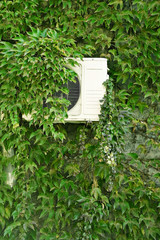 Green ivy on a wall with air conditioner