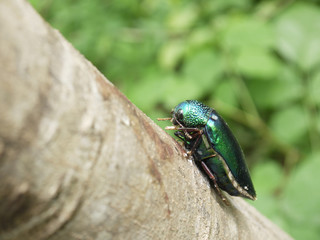 Metallic wood-boring beetle