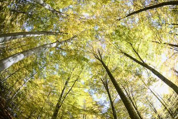 Green forest, greenery from  lower perspective