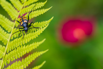 Longhorn beetle on fern leaf