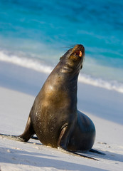 Naklejka premium Sea lion on the beach. Sitting in full growth. Galapagos. perfect illustration.