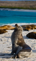 Fototapeta premium Sea lion on the beach. Sitting in full growth. Galapagos. perfect illustration.