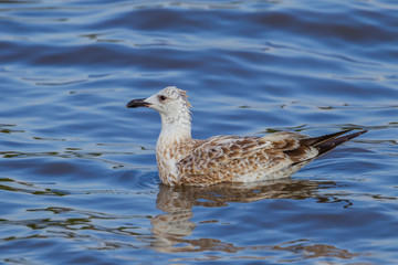 Close up of young Mongolian Gull(Larus mongolicus) floating 