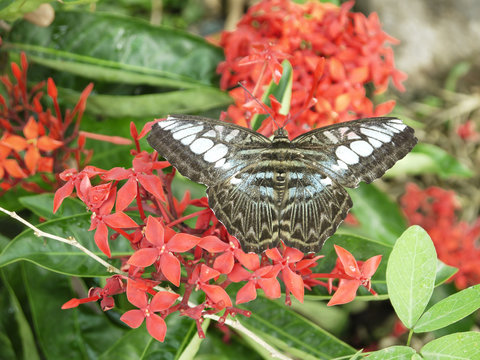 Butterfly on ixora flowers