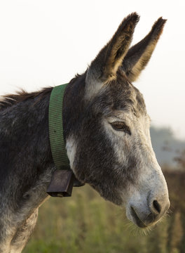 donkey with bell