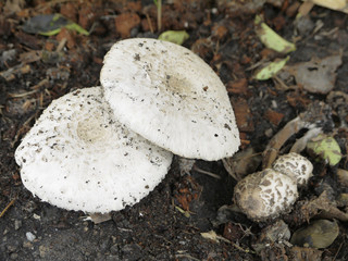 Shaggy mane mushrooms, Coprinus comatus, grow among autumn leaves, in various stages of grow cycle