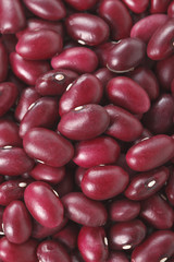 金時豆　Red kidney bean
