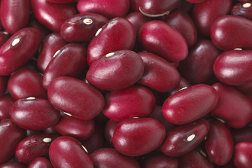 金時豆　Red kidney bean
