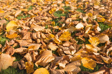 Fallen leaves in grass from close