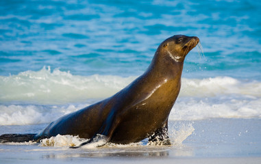 Sea lion on the beach. Sitting in full growth. Galapagos. perfect illustration.