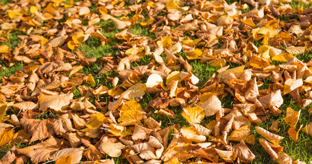 Fallen leaves in grass from close