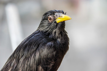 closeup Common Myna (Acridotheres)