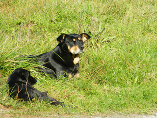 Black dogs in grass
