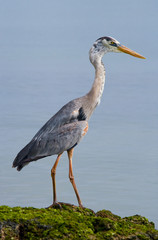 Heron standing on a rock. Galapagos Islands. An excellent illustration.