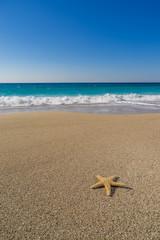 starfish on the beach