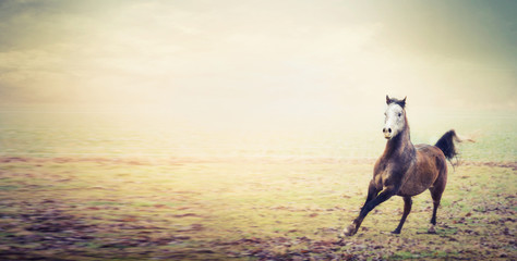 Young stallion horse running on autumn pasture , banner