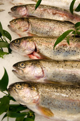 Five trouts