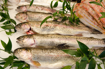 Five Fresh and beautiful  trouts fish