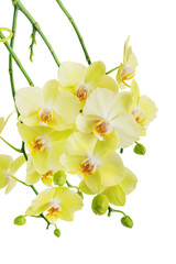 Yellow and green orchid flowers isolated on white