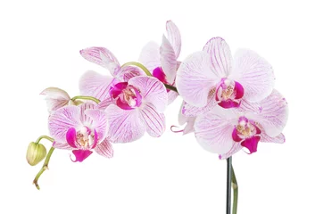 Papier Peint photo Lavable Orchidée Fleurs d& 39 orchidées blanches et roses isolées sur blanc